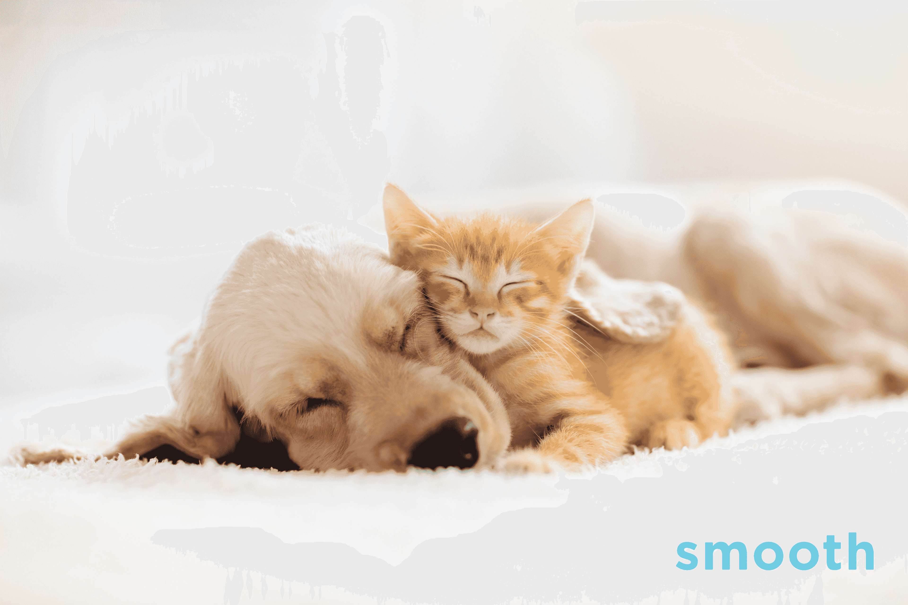 ペット可の賃貸初期費用は高くなる?出費を抑える方法と注意点を解説!